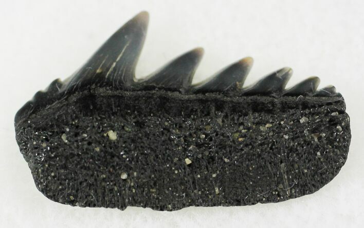 Fossil Cow Shark (Notorynchus) Tooth - Maryland #24265